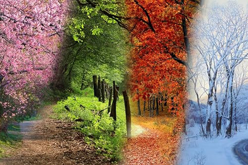 1000 Pieces Puzzle Art Paysage Forestier D'Arbres Quatre Saisons 75 * 50Cm