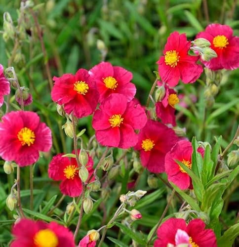 Sonnenröschen Red Orient - Helianthemum - lebende Gartenpflanze aus den Baumschulen