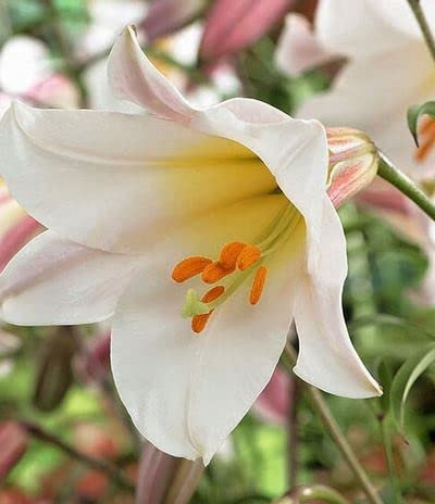 Kiepenkerl 732308 Lilien Regale Königslilie weiss, 1 Stück Blumenzwiebel Lilie, von Samenshop24