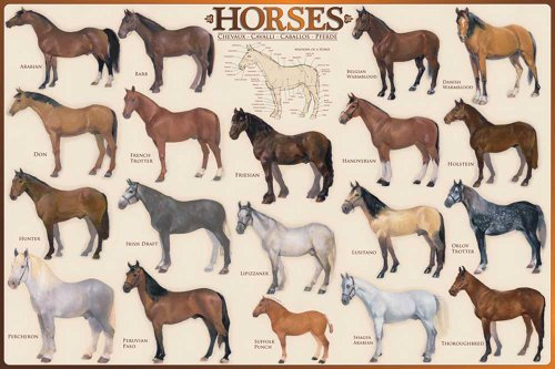 Educational - Bildung Pferde - Horses Pferde Bildungsposter Plakat Druck - Maxiposter Version in Englisch - Grösse 91,5x61 cm