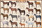 Educational - Bildung Pferde - Horses Pferde Bildungsposter Plakat Druck - Maxiposter Version in Englisch - Grösse 91,5x61 cm