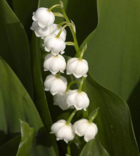 Maiglöckchen - Convallaria majalis - lebende Gartenpflanze aus den Baumschulen