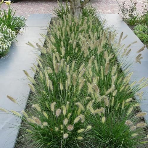 6 x Zwerg-Federborstengras weiß Lampenputzergras - Ziergräser Winterhart - Pennisetum 'Little Bunny' in 9x9cm Topf mit Lieferhöhe 5-10 cm