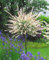 Salix 'Hakuro Nishiki' - Harlekinweide Stamm, Flamingobaum