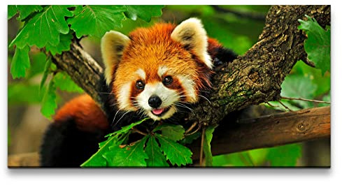 Paul Sinus Leinwandbild 120x60cm Kleiner süßer roter Panda Lieblich Herzlich Niedlich