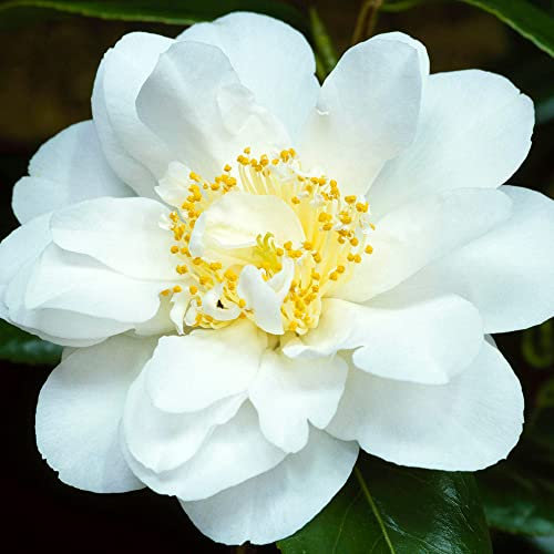 1 X KAMELIE JAPONICA SILBER JUBILÄUM IMMERGRÜNER STRAUCH ROBUSTE PFLANZE IM TOPF