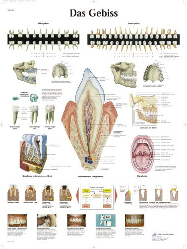 3B Scientific Lehrtafel - Das Gebiss, VR0263UU