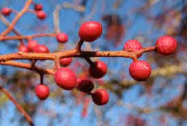 Genipap 20 semillas de árbol de pistache.