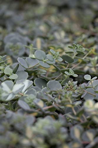 Sedum sieboldii 'Oktoberle' 9x9 cm Topf – Winterhart, Mehrjährig, Pflegeleicht – Fetthenne – Bodendecker für Steingarten & Kübel