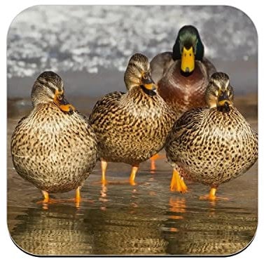 Untersetzer aus Kork – Familie Wildente Ente Enten Gehen im Wasser Natur – 1 Stück (95 x 95 mm)