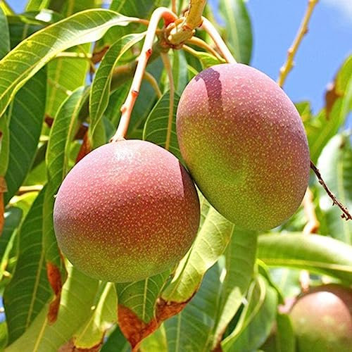 10 Pz Albero di Mango Semi Rari Delizioso Frutto Pianta Casa Giardino Cortile Fattoria Decor Fiore Albero da Frutto Semi di Ortaggi Semi Di Mango 10 pz