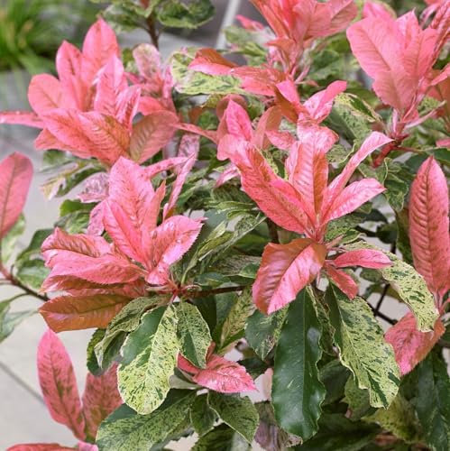 Pianta vera di Photinia serratifolia Pink Crispy - Diametro Vaso Ø 24 cm