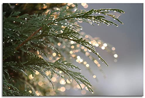 Thuja Summer Drops Water Plant Light Bokeh Poster Leinwand Kunstdruck für Zuhause 1 Paneel Dekorationen ungerahmt 30,5 x 20,3 cm