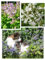Katzenkräuter Blumensamen Set - Drei Kräutersorten, die Katzen lieben