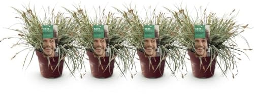Green boutiQ - Ziergräser - Carex oshimensis Everest - Weiß und Grün - 4 Pflanzen - Immergrün - Wenig Pflege - Topf 17cm Höhe 50cm