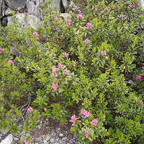 Rhododendron Ferrugineum Alpenrose 50 Perennial Flower Tree Seeds