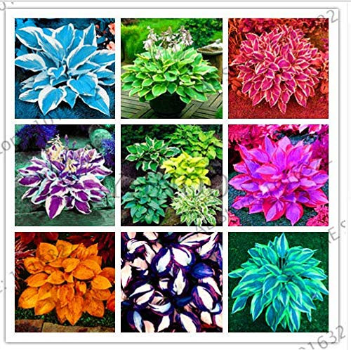 Portal Cool Bunte Hosta Mix Bonsai Seed-Baum-Blumen Pflanzen Dekor Hausgarten