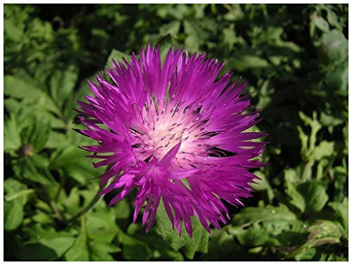 PREMIER SEEDS DIRECT - Cornflower Seeds - DEALBATA - Perennial (600 Seeds)