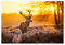 Rothirsch in der Morgensonne Poster 120 x 80 cm Geschenkideen Wanddeko