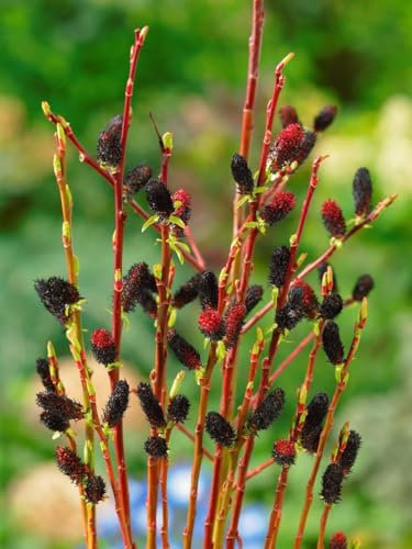 Salix melanostachys 60 cm Stammhöhe – Winterhart, Mehrjährig, Pflegeleicht – Schwarze Kätzchen-Weide – Zierstrauch für Garten & Kübel