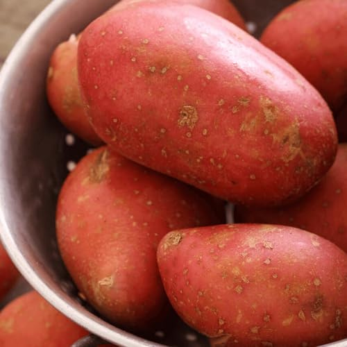 Carbeth Plants Seed Potatoes Rooster 2kg Bag