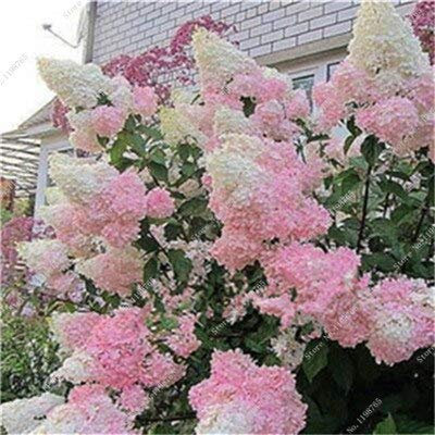 150 piezas de semillas de hortensias, coloridas semillas de flores de hortensias trepadoras, semillas de plantas de bonsai de flores exóticas para la decoración del jardín del hogar