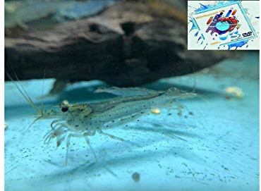 Topbilliger Tiere Amano Garnele Caridina multidentata 2-4 cm 10x und 2 Mooskugeln