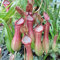 TOYHEART 50pcs Graines De Fleurs De Qualité Supérieure, Graines De Népenthes Décoratives Tropicales avec Pochette Graines De Plantes Carnivores pour La Maison Rose