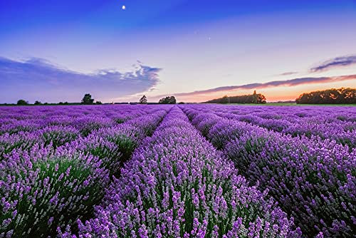 A.S. Création Fototapete Natur Lila | Blumen Blau Lavender 4.00 m x 2.67 m Lila Blau Grün, Orange