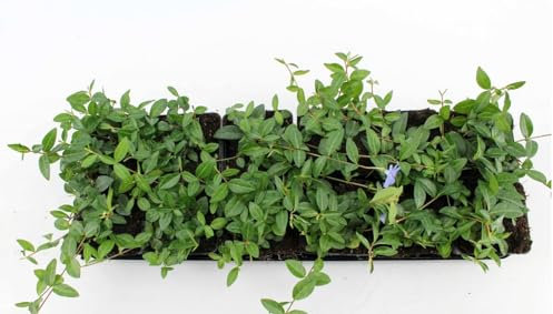 Vinca minor Kleines Immergrün immergrüner Bodendecker mit blauen Blüten im Topf gewachsen (25 Stück)