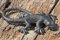 Eidechse Salamander Gekko Gusseisen