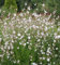 Pack x6 Gaura Linheimeri 'Gambit White' Perennial Garden Flowering Plug Plants