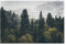 Puzzle 1000 Teile Nadelbäume, Landschaft, Berge, Auf, Hintergrund, Travel Besondere Puzzle Für Erwachsene Mehrfarbig Puzzlesets Dekompression Pädagogisches Holzpuzzle Erwachsene