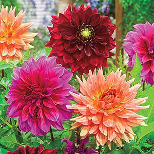 Winterhartes,Natürlich,Winterharte Zwiebeln,Dahlienzwiebeln,Dahlia Pompon,Dahlien Knollen Winterhart MehrjäHrig,Dahlien Knollen Groß,Seltene Pflanzen-2 Knollen-A