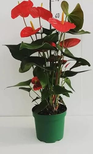 Pianta Anthurium con Fiore Rosso in Vaso 17cm - Pianta da Appartamento Fiorita