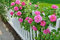 Germinazione I Semi: Pink Fairy Garden Climbing Rose Bloom nel Corso del Tempo 600 Semi di Fiore