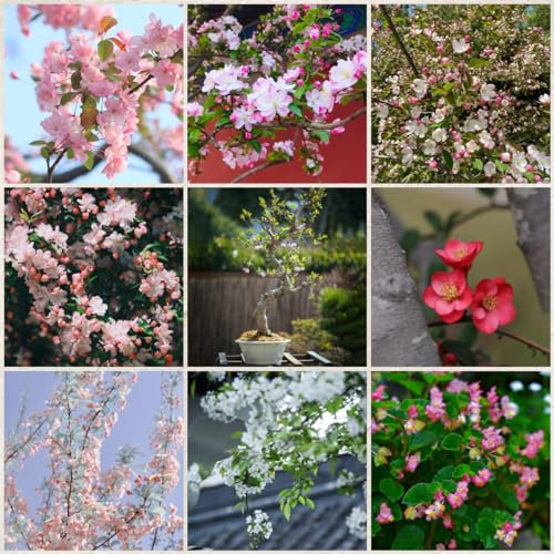 100 pcs hängende begonie samen, begonien samen, blumen pflanzen, ostergeschenke begonie pflanze - Malus spectabilis - bienenweide, topfpflanzen für draußen bienenweide saatgut, pflanzen