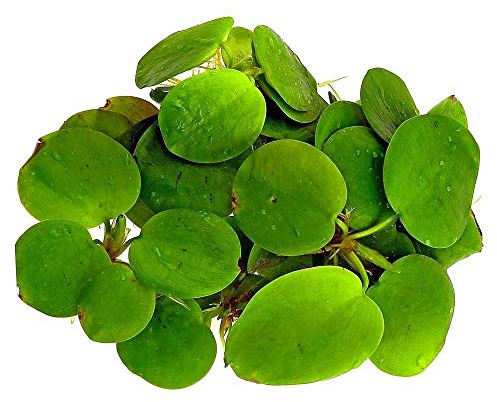 Ophiopogon Japicus Variegatus - Plante d'aquarium Vivante