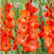 Gladiolen zwiebeln,Winterhart,Gladiolen mehrjährig Winterhart,gladiolen knollen,gladiolen halter,gladiolen Winterhart,gladiolen blumen,gladiolen Blumenzwiebeln mehrjährig,-5zwiebeln-C