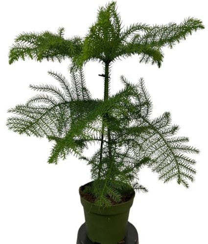IFLO - Pflegeleichte Zimmerpflanzen für Büro, Zuhause und Arbeitsplatz, Grüne Oase für Innen- und Außenbereiche (Zimmertanne Mittel - Topf Ø17cm -Höhe 60-70cm)