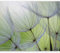 murando - Vlies Fototapete Pusteblume 300x210cm - Foto Tapete Schlafzimmer Wohnzimmer Moderne Vliestapete XXL Wandtapete Motivtapeten 3d Effekt Wand Dekoration - Blumen Natur grün 10110906-71