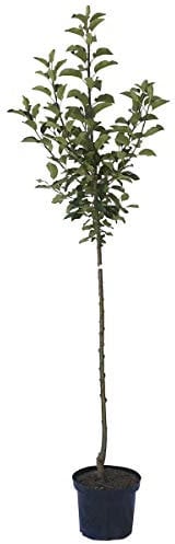 Apfelbaum Gloster Winterapfel große Frucht Apfel Halbstamm 150-170 cm im 10 Liter Topf Unterlage M7