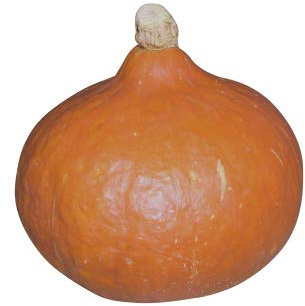 Hokkaido-Kürbis (Uchiki Kuri) 10 Samen