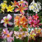 Heirloom 5 Samen Plumeria gemischte Farben Flower Bunte Frische und hohe Qualität Samen Plumeria Rubra Frangipani