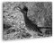 deyoli Wildvogel Roadrunner Effekt: Schwarz/Weiß Format: 60x40 als Leinwandbild, Motiv fertig gerahmt auf Echtholzrahmen, Hochwertiger Digitaldruck mit Rahmen, Kein Poster oder Plakat