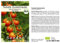 Tomate Zuckertraube (Lycopersicum L.) 30 Samen BIO