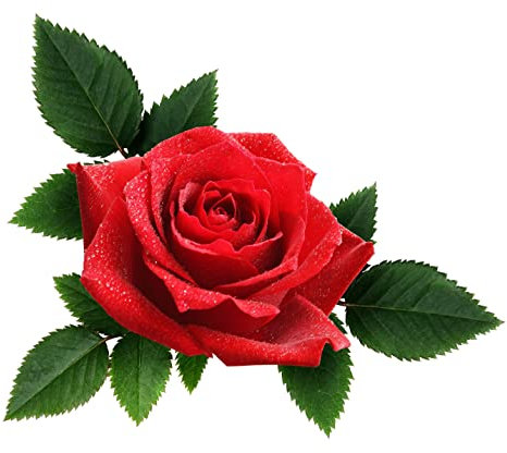 Climbing Rose Plants, 'Dublin Bay', 1 x Full Plant in a 5 Litre Pot, Red Rose Bush, Garden Ready and Ready to Plant, Premium Quality Roses