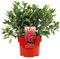 Planta arbustiva de jardín al aire libre siempreverde y colorida Azalea japonica Red en maceta de 2L.