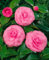 Camellia japonica 'Mrs Tingley' 25-30 cm - Kamelie, hellrosa Blüten, Blütezeit Februar-April, ideal für Kübel, immergrün, pflegeleicht
