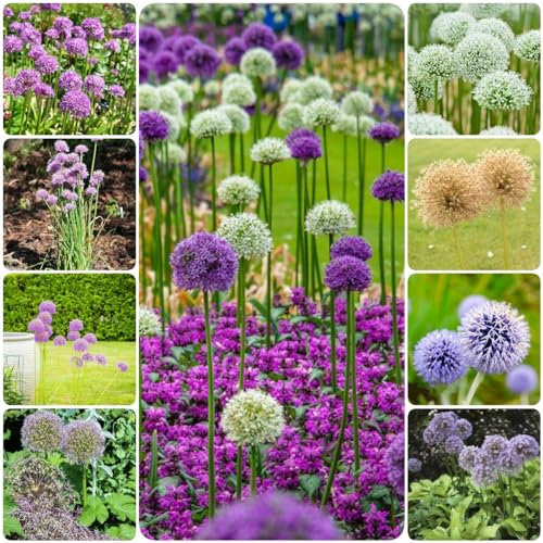 8 pcs allium giganteum zwiebeln, blumenzwiebeln mehrjährig winterhart zierlauch riesenlauch - Hydrokultur Seltene Pflanzenserie - nachhaltigkeit geschenke luftreinigende zimmerpflanzen
